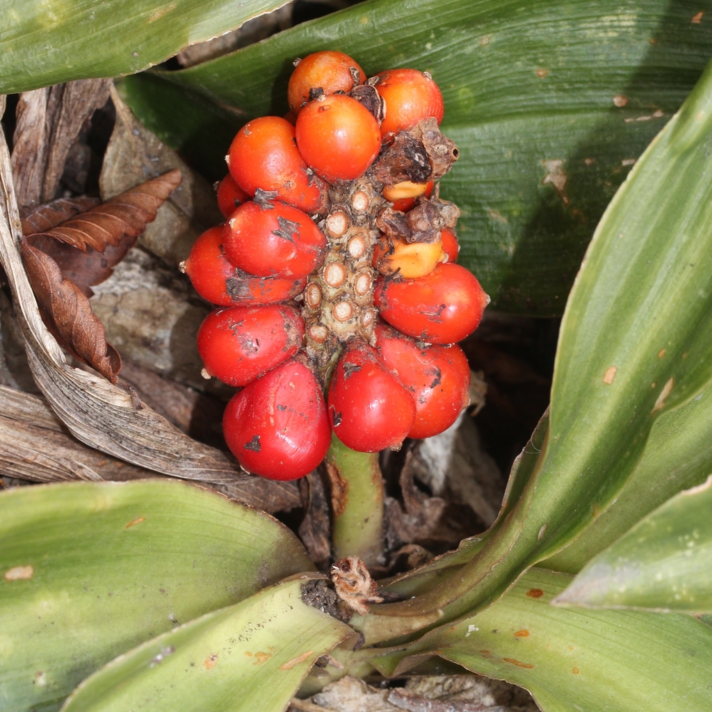 Fruits of R. japonica