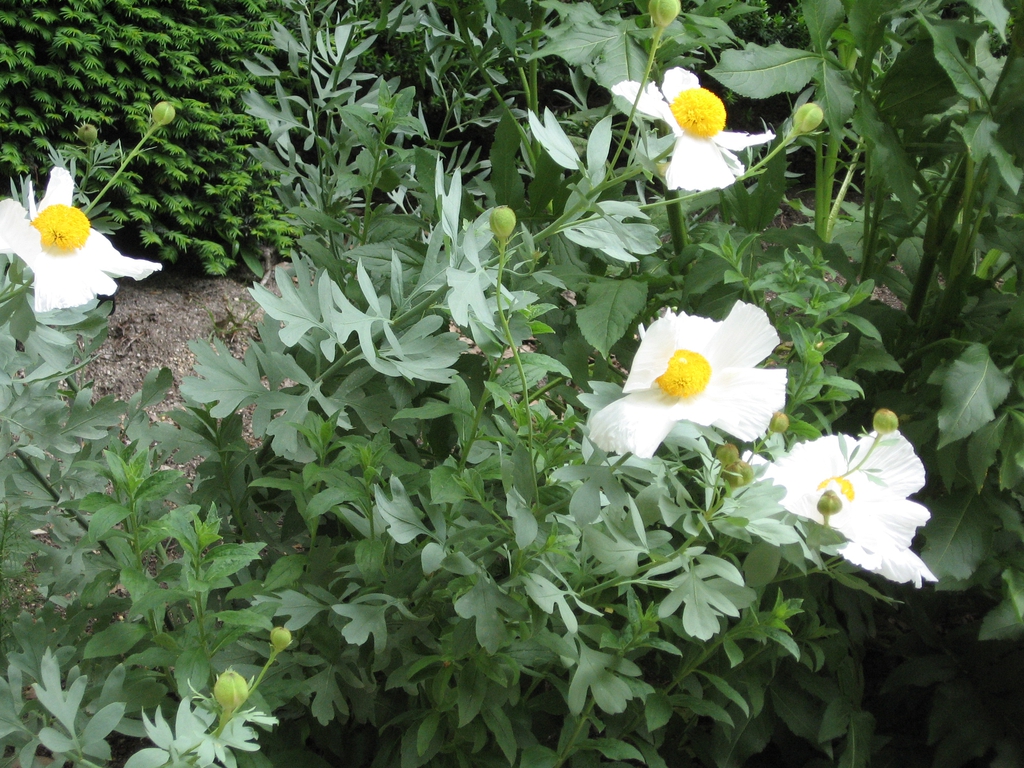 flower and form