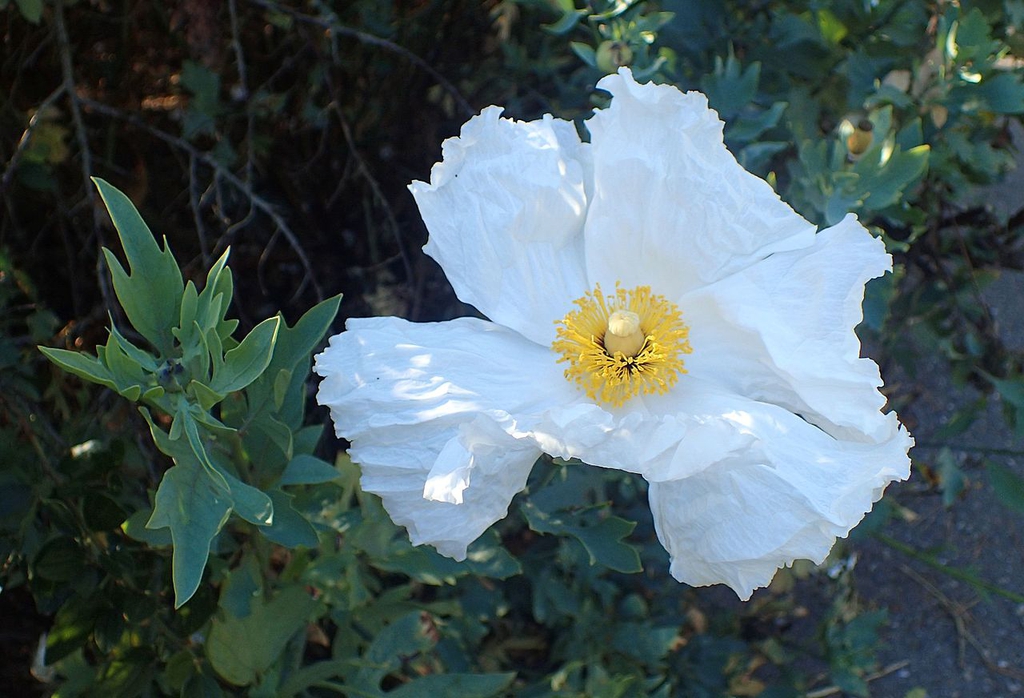 flower and form
