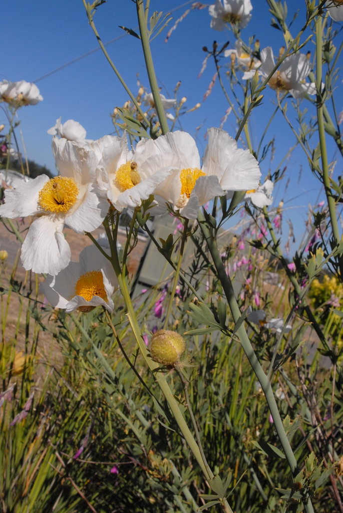 Romneya coulteri