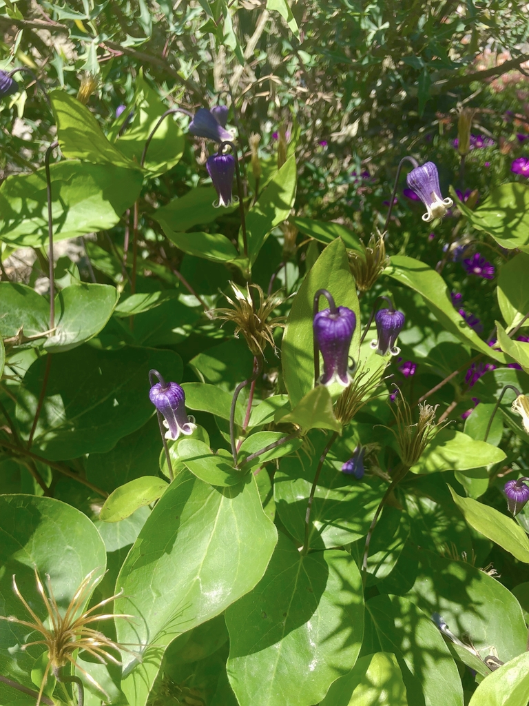 Bell shaped indigo purple flowers that dangle from stems