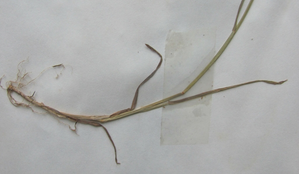 Root and shoot in June in Cuyahoga County, Ohio