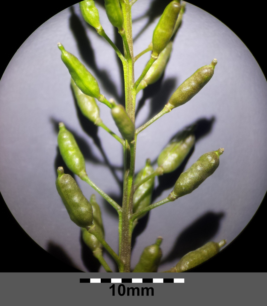 Rorippa palustris infructescence