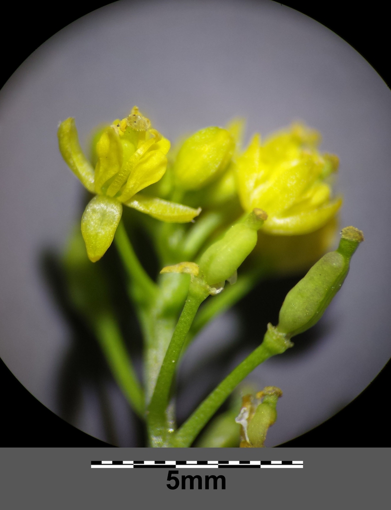 Rorippa palustris flowers