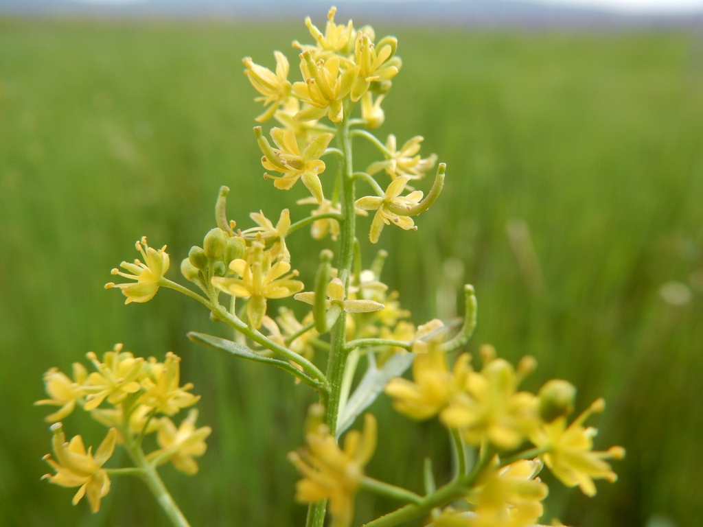 Rorippa palustris flowers