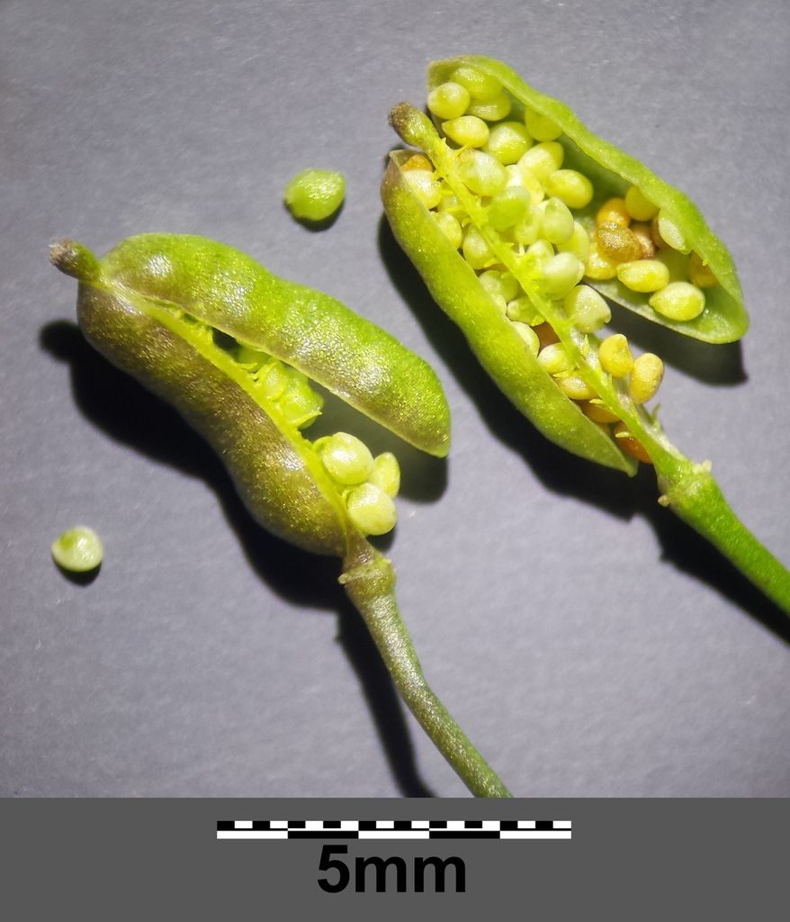 Rorippa palustris fruits and seeds