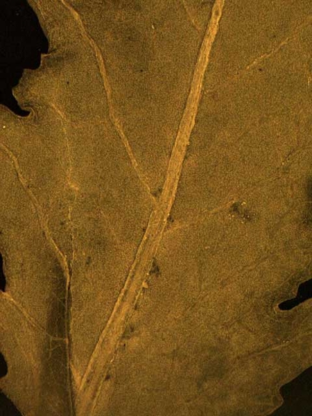 Rorippa palustris L.