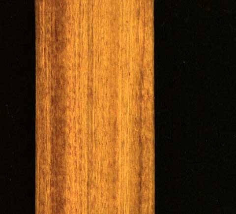 Rorippa palustris L.