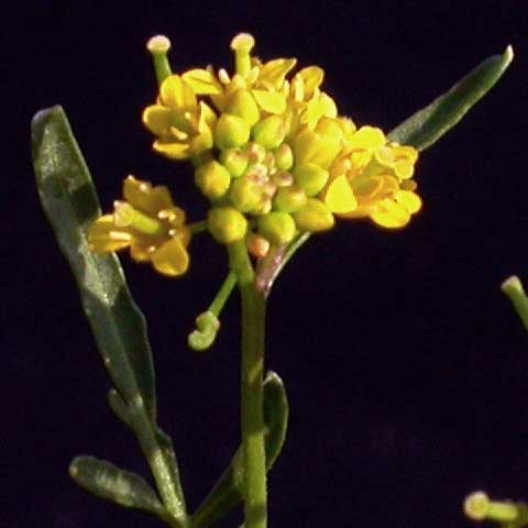 Rorippa sylvestris L.