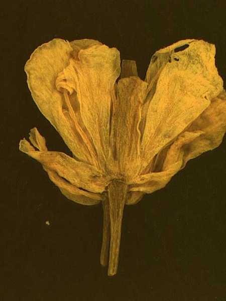 Rorippa sylvestris L.
