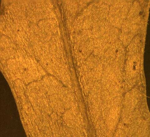 Rorippa sylvestris L.