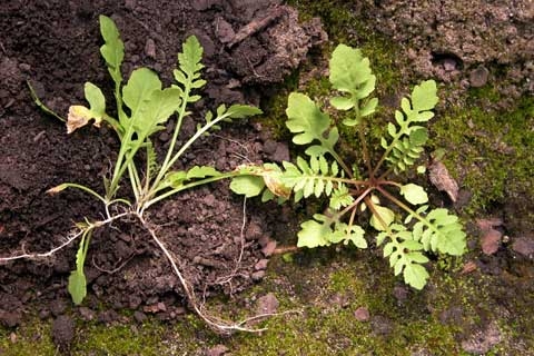 Rorippa sylvestris L.