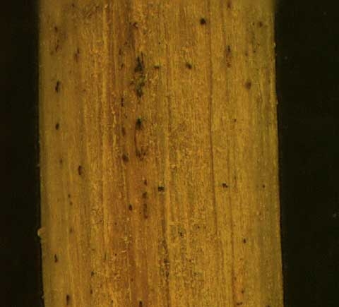 Rorippa sylvestris L.