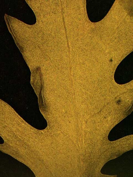 Rorippa teres abaxial leaf surface
