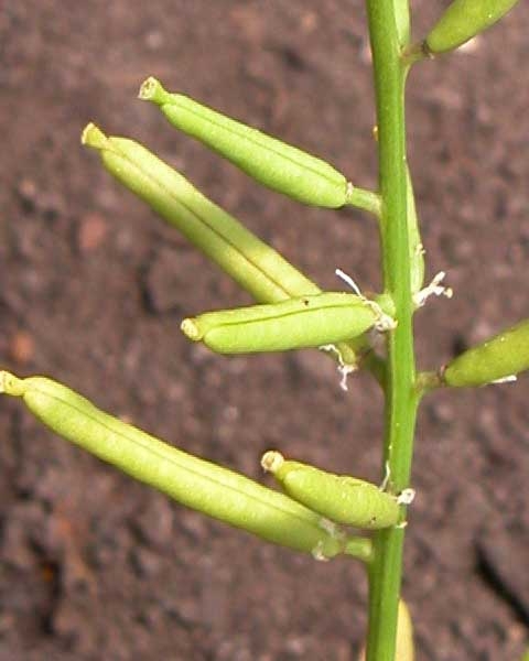 Rorippa teres fruits closeup