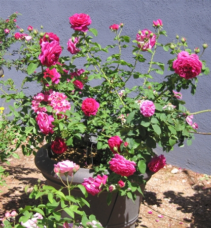 Shrub with pink double flowers
