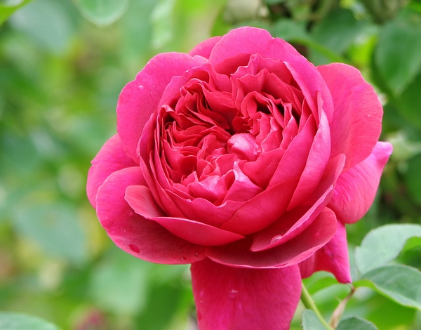 Pink double flower