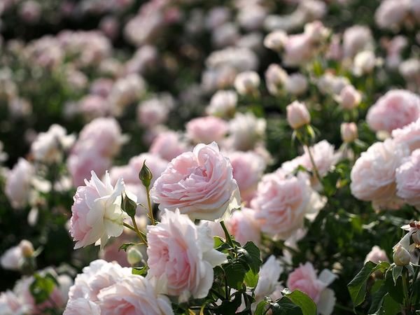 Rosa 'AUSreef'
