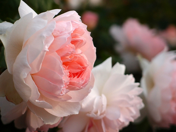 Rosa 'AUSreef'