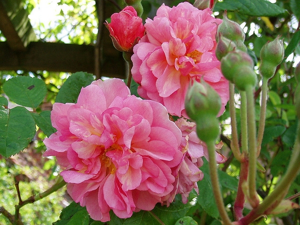 pink flowers