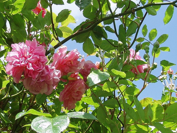 Pink flowers