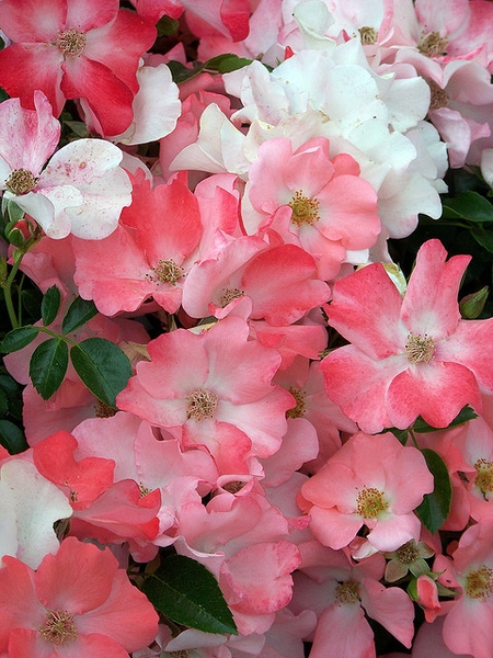 Flowers of Coral 'NOAla'