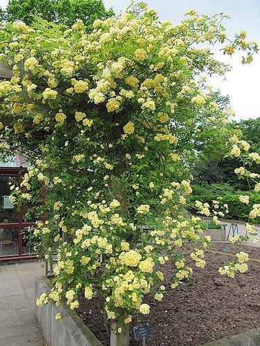 Sprawling shrub with yellow rose flowers
