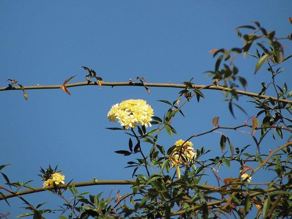 Long arching stem with yellow rose flowers