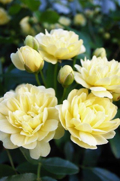 cluster of yellow rose flowers