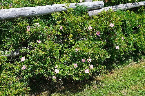 Rosa carolina