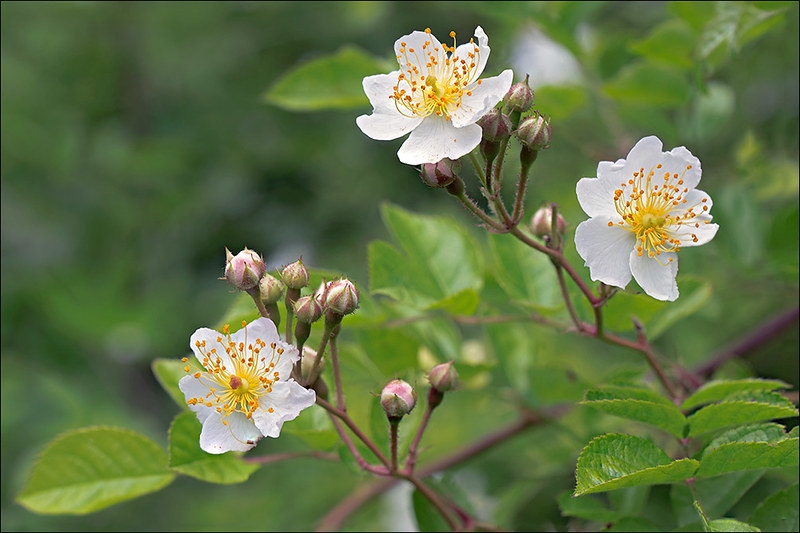Single white rose flowers with leaves behind them.