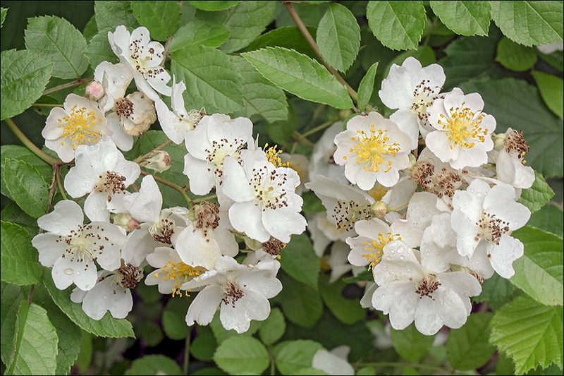 clusters of single white rose flowers.
