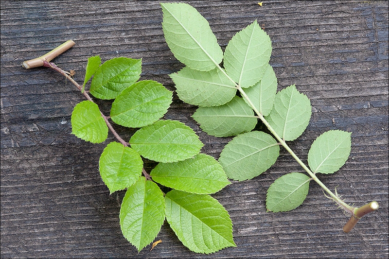 View of compound leaves upper and lower surfaces.