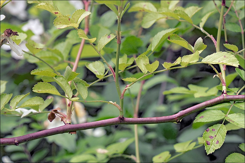 Stems and leaves of this rose.