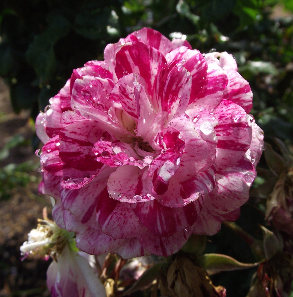Red and white double flower