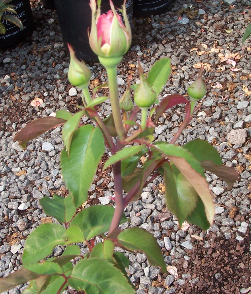Five flower buds in various stages of sprouting & young leaves