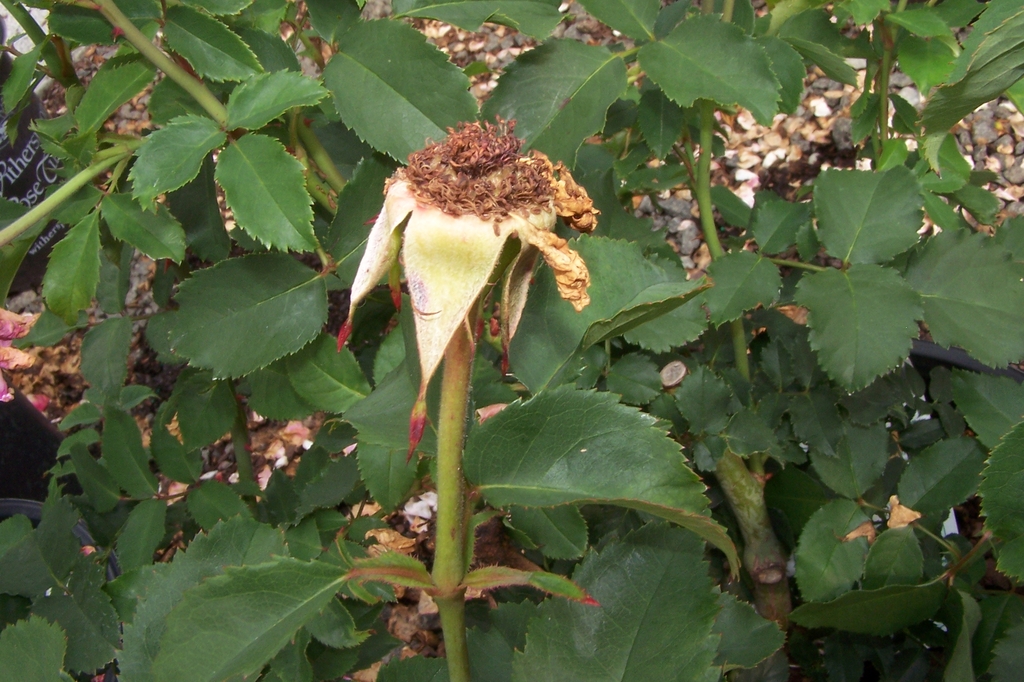 Closeup of one hip showning light green calyx and dried anthers