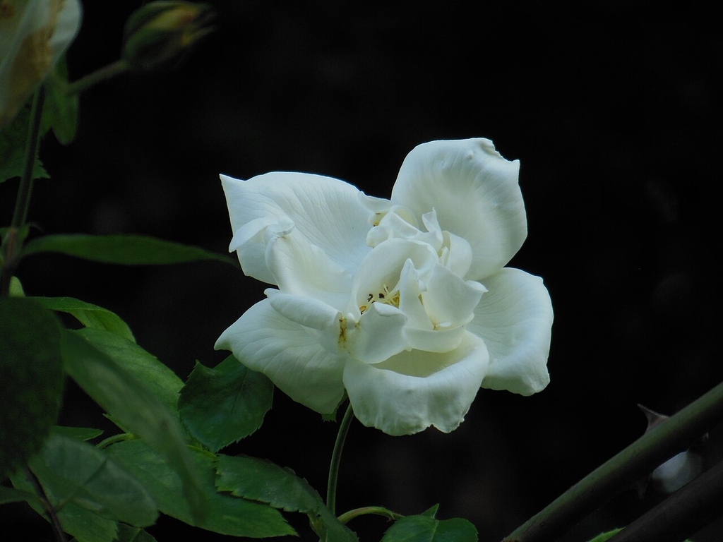 Rose flower with white petals in May in Rome, Italy