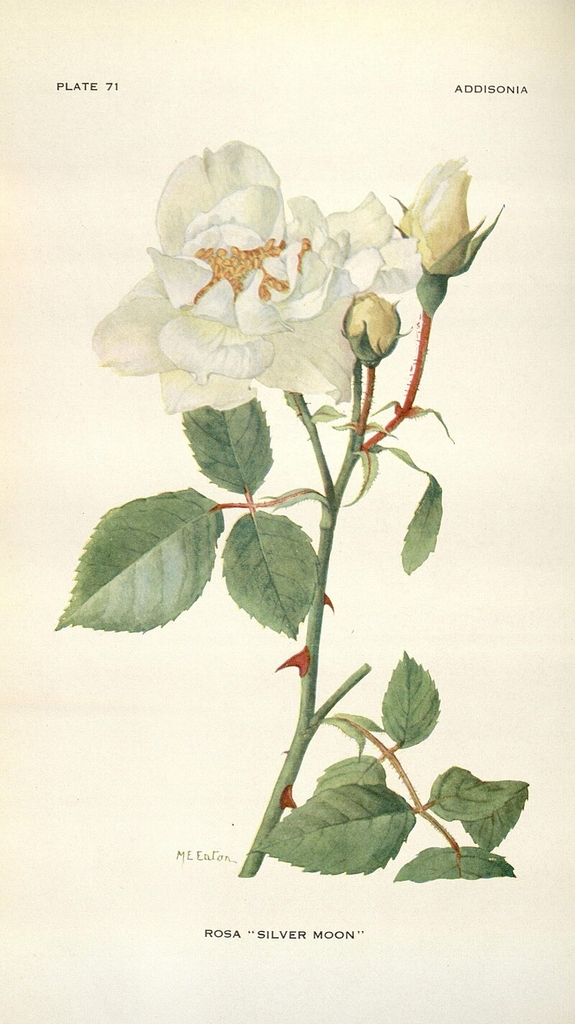 Herbarium Illustration - New York Botanical Gardens