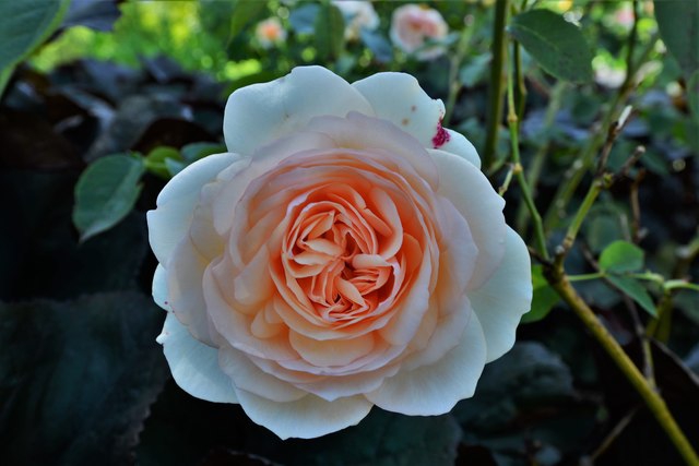 Rosa 'AUSperd'