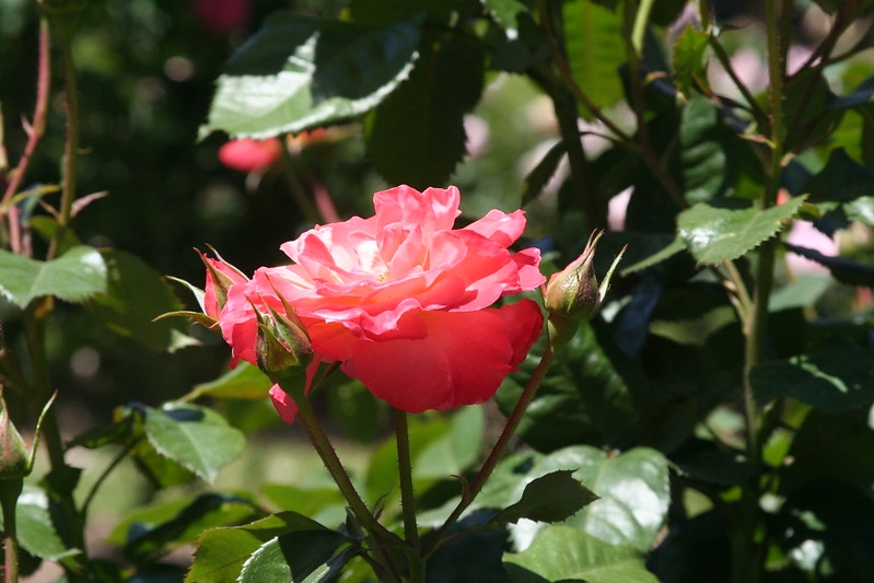 A dark pink, semi-double rose.