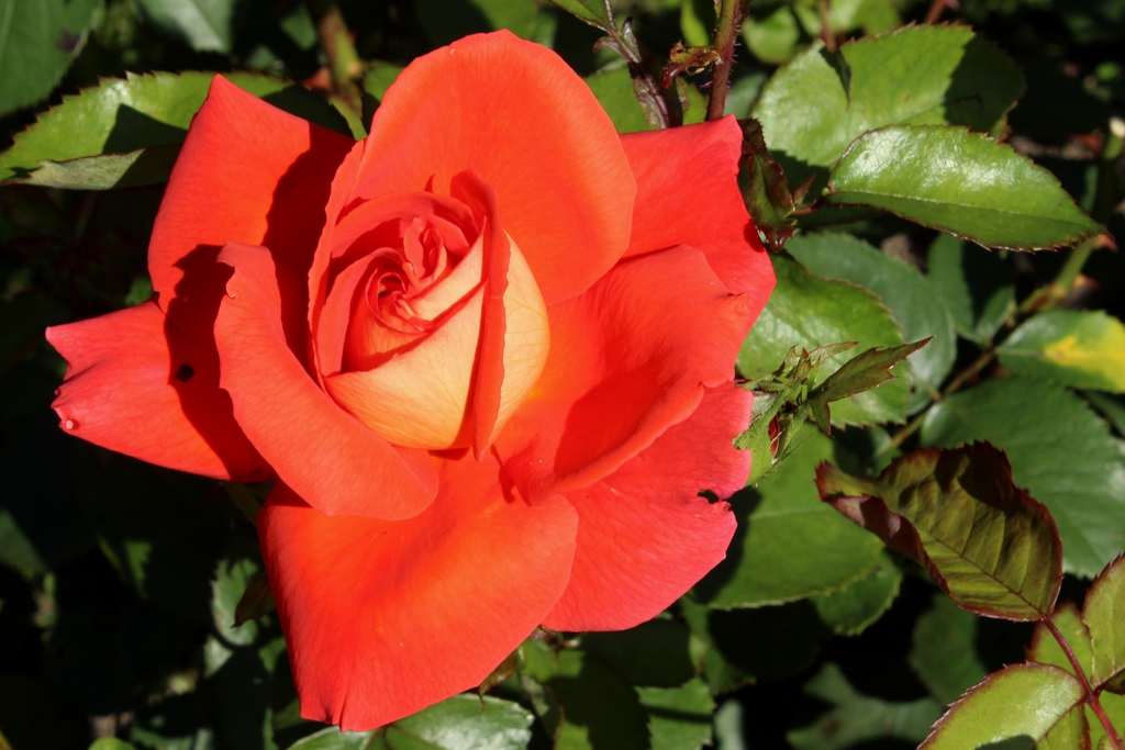 Close-up of a double rose that is reddish orange.