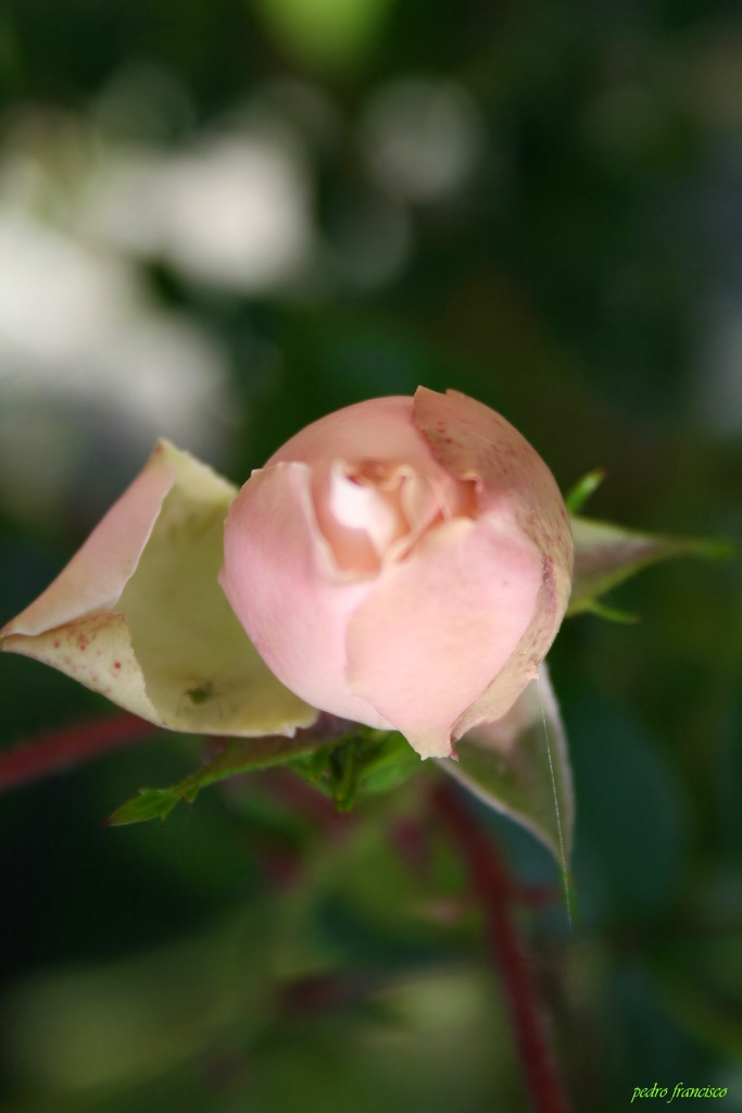 Flower bud