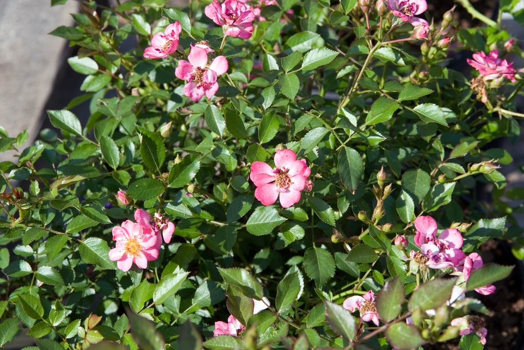 Flowers and leaves