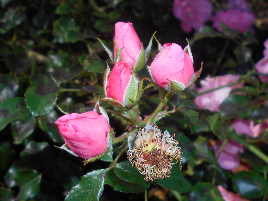 Flower buds