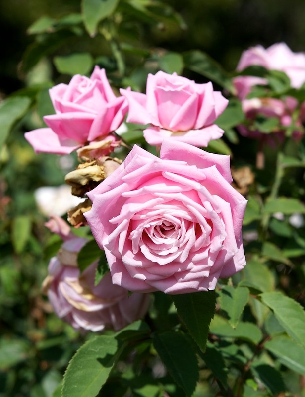 Several pink, fully double roses