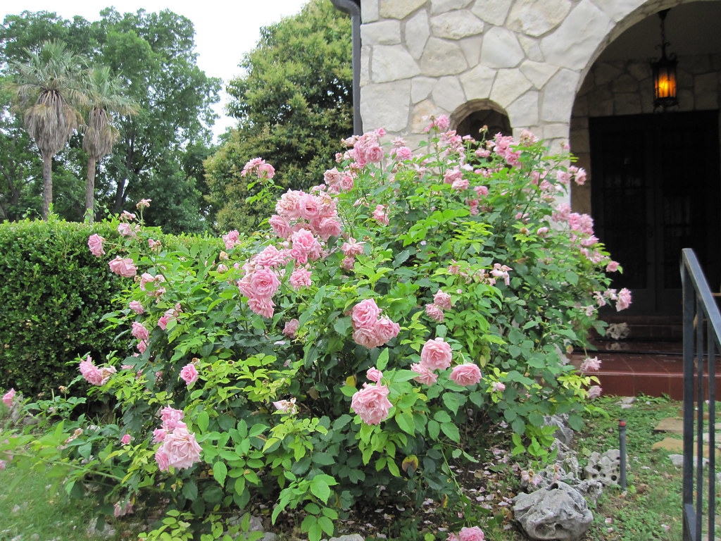 Complete bush with green leaves and pink flowers