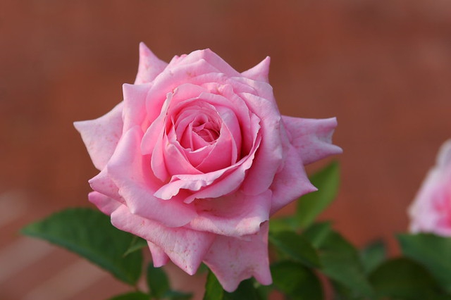 Closeup of flowers with bunched pink petals