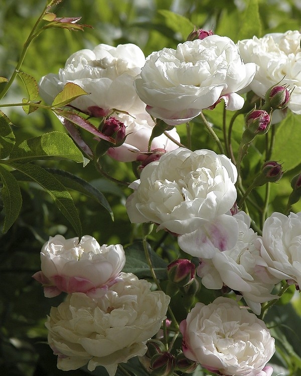 Clusters of white, fully double rose flowers.
