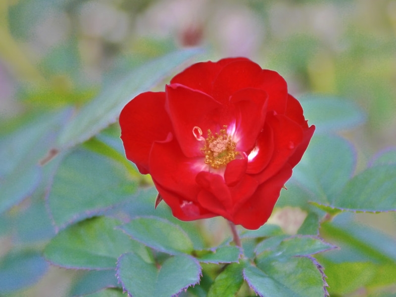 Small, dark red, fully double rose.